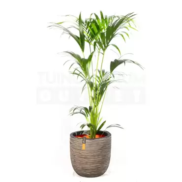 Pot bol Rib NL 43x41 antraciet + Howea forsteriana ± 155 cm - afbeelding 1