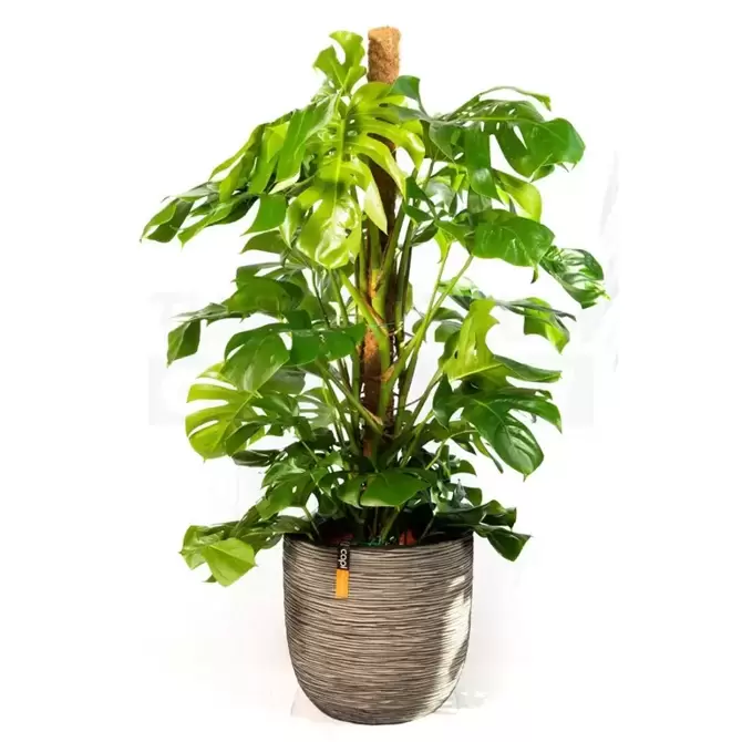 Pot bol Rib NL 43x41 antraciet + Monstera met mosstok ± 165 cm - afbeelding 1