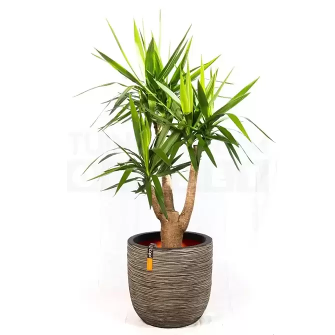 Pot bol Rib NL 43x41 antraciet + Yucca ± 140 cm - afbeelding 1