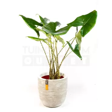 Pot bol Rib NL 43x41 ivoor + Alocasia Zebrina ± 110 cm - afbeelding 2