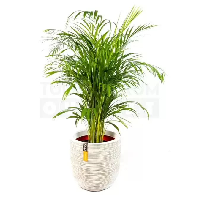 Pot bol Rib NL 43x41 ivoor + Dypsis Lutescens (Areca) ± 110 cm - afbeelding 1