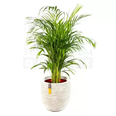 Pot bol Rib NL 43x41 ivoor + Dypsis Lutescens (Areca) ± 110 cm - afbeelding 1