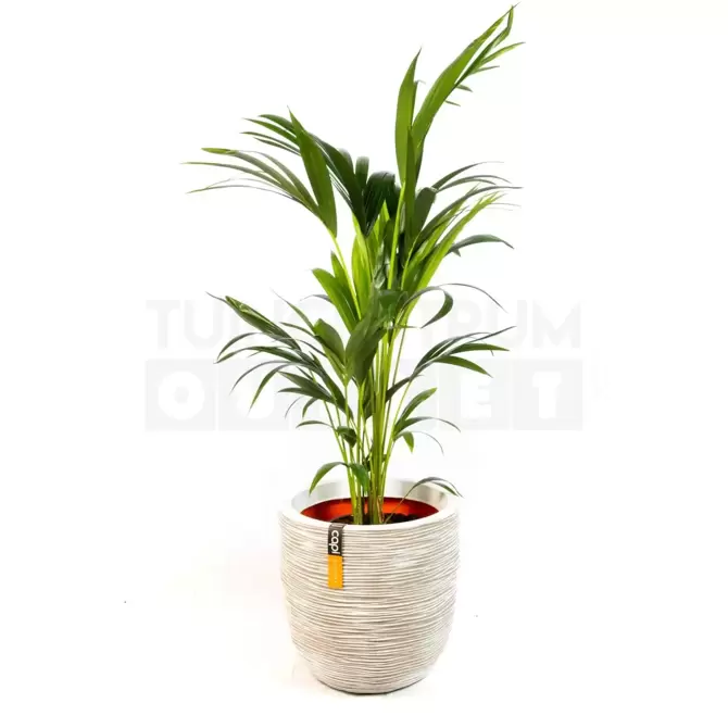 Pot bol Rib NL 43x41 ivoor + Howea forsteriana ± 155 cm - afbeelding 1