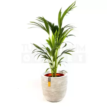 Pot bol Rib NL 43x41 ivoor + Howea forsteriana ± 155 cm - afbeelding 2