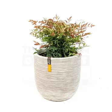 Pot bol Rib NL 43x41 ivoor + Nandina - afbeelding 1