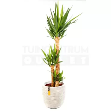 Pot bol Rib NL 43x41 ivoor + Yucca ± 140 cm - afbeelding 1