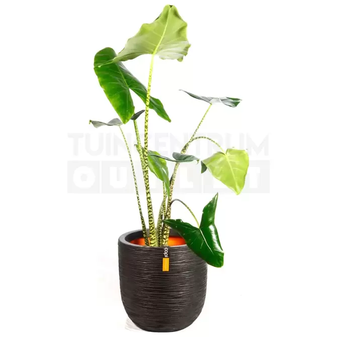 Pot bol Rib NL 43x41 zwart + Alocasia Zebrina ± 110cm - afbeelding 1