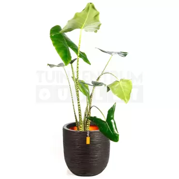 Pot bol Rib NL 43x41 zwart + Alocasia Zebrina ± 110cm - afbeelding 1