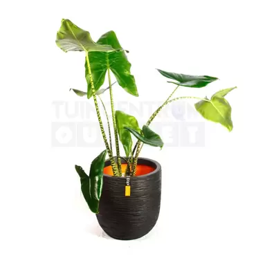 Pot bol Rib NL 43x41 zwart + Alocasia Zebrina ± 110cm - afbeelding 2