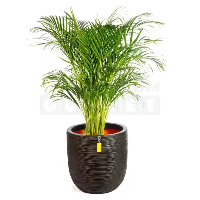 Pot bol Rib NL 43x41 zwart + Dypsis Lutescens (Areca) ± 110cm