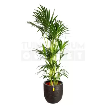 Pot bol Rib NL 43x41 zwart + Howea forsteriana 155cm