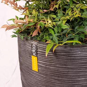 Pot bol Rib NL 43x41 zwart + Nandina - afbeelding 2