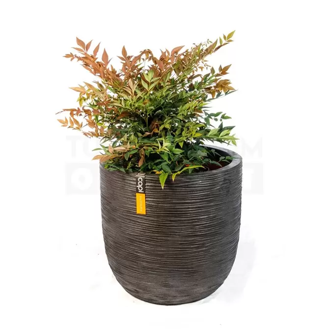 Pot bol Rib NL 43x41 zwart + Nandina - afbeelding 1