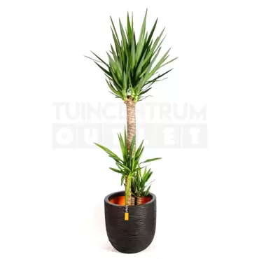 Pot bol Rib NL 43x41 zwart + Yucca middel ± 140cm - afbeelding 1