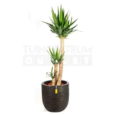 Pot bol Rib NL 43x41 zwart + Yucca middel ± 140cm - afbeelding 2