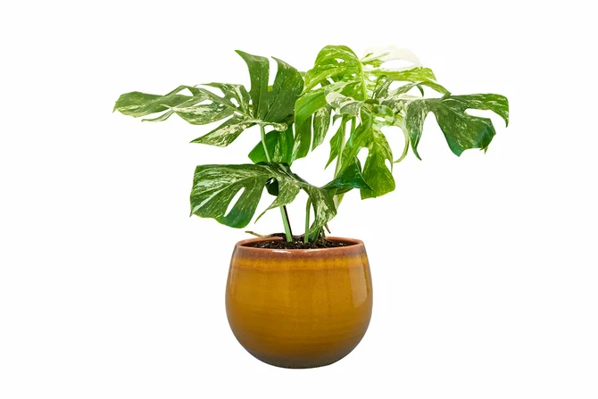 Pot Charlotte oker D19 H16 - afbeelding 5