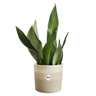 Pot colour gradient d14cm beige - afbeelding 3