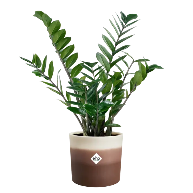 Pot colour gradient d14cm cederbrn - afbeelding 3