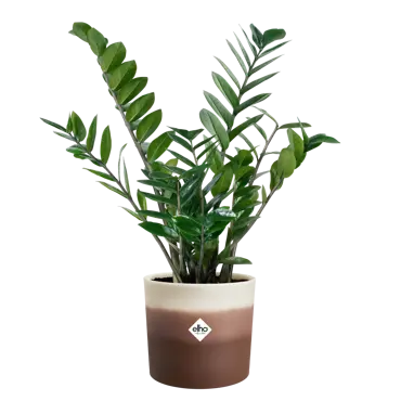 Pot colour gradient d14cm cederbrn - afbeelding 3