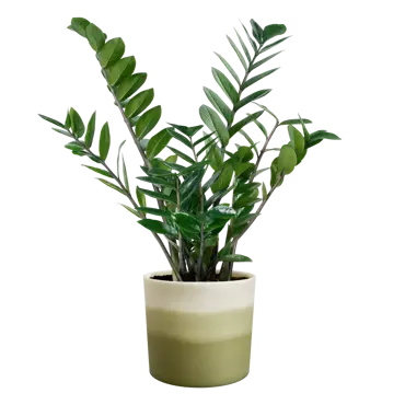 Pot colour gradient d14cm groen - afbeelding 4