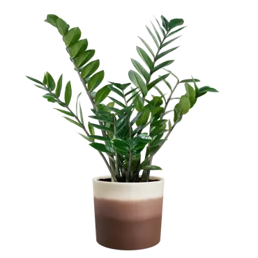 Pot colour gradient d16cm cederbrn - afbeelding 4