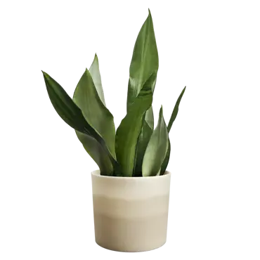 Pot colour gradient d18cm beige - afbeelding 4