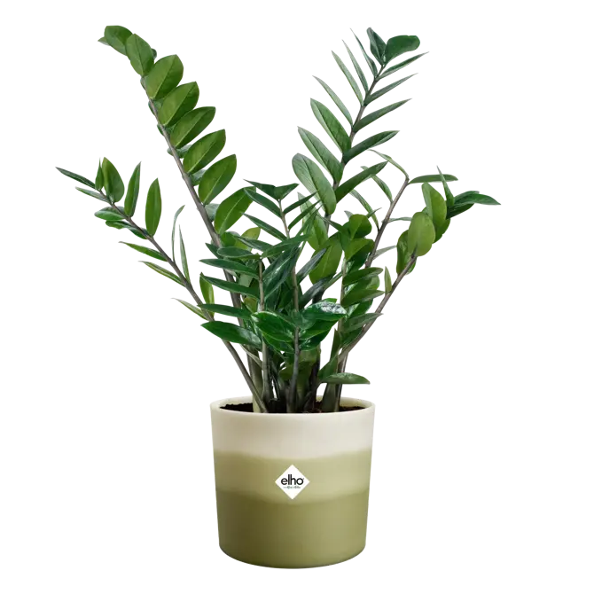 Pot colour gradient d18cm groen - afbeelding 3