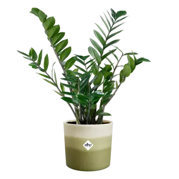 Pot colour gradient d18cm groen - afbeelding 3