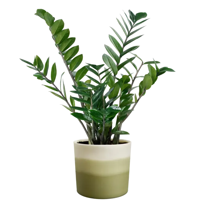 Pot colour gradient d18cm groen - afbeelding 4