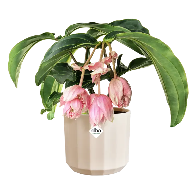 Pot facet d17cm amandelroze - afbeelding 3