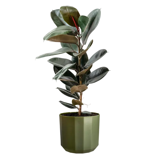 Pot facet d19cm bos groen - afbeelding 4