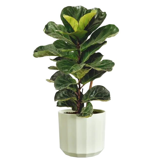 Pot facet d19cm theegroen - afbeelding 4