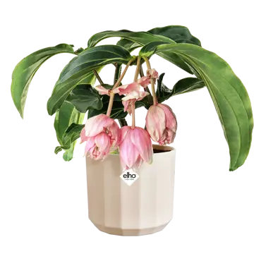 Pot facet d26cm amandelroze - afbeelding 3