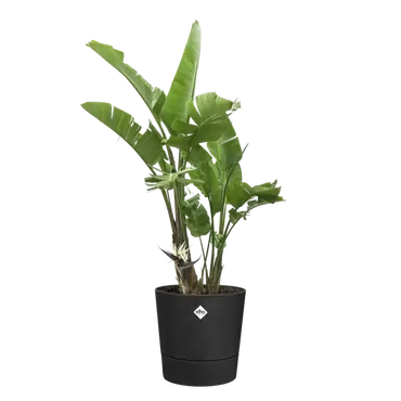 Pot foss d30cm living black met wielen sfeer, Elho, tuincentrumoutlet.com