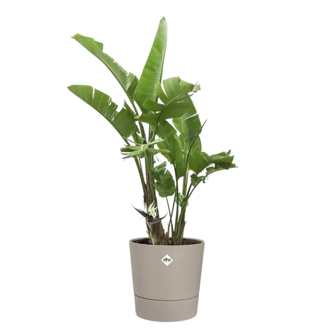 Pot foss d30cm paddenstoel beige sfeer, Elho, tuincentrumoutlet.com