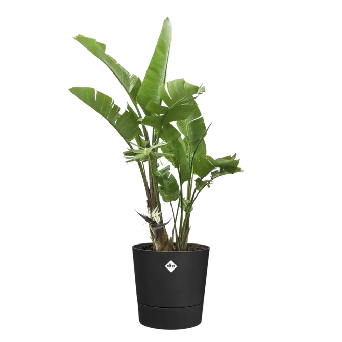 Pot foss d35cm living black sfeer, Elho, tuincentrumoutlet.com