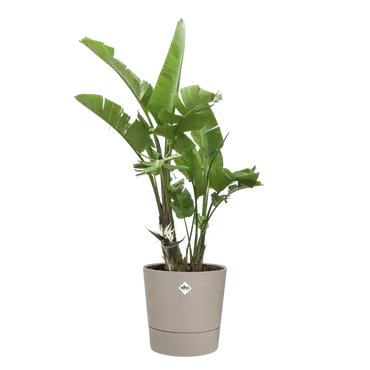 Pot foss d43cm paddenstoel beige met wielen sfeer, Elho, tuincentrumoutlet.com