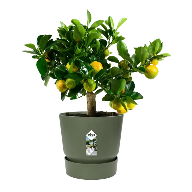 Pot greenville d30cm bladgroen met plant, Elho, tuincentrumoutlet.com