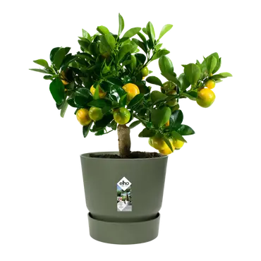 Pot greenville d30cm bladgroen met plant, Elho, tuincentrumoutlet.com