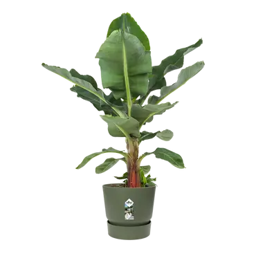 Pot greenville d30cm bladgroen sfeer, Elho, tuincentrumoutlet.com