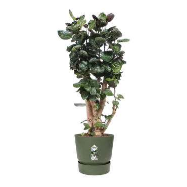 Pot greenville d40cm bladgroen met plant, Elho, tuincentrumoutlet.com