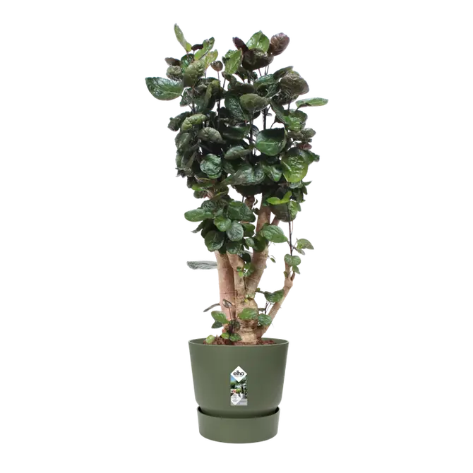 Pot greenville d47cm blad groen met plant, Elho, tuincentrumoutlet.com