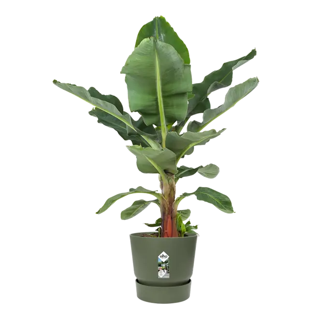 Pot greenville d47cm blad groen sfeer, Elho, tuincentrumoutlet.com
