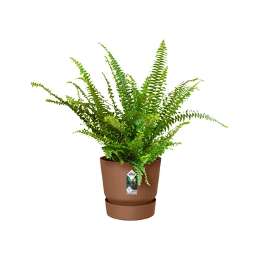 Pot greenville d18cm gember plant, Elho, tuincentrumoutlet.com