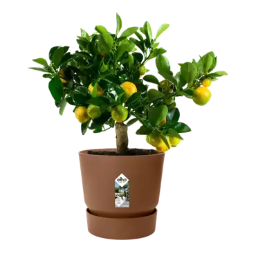 greenville round 30cm gemberbruin potplant, Elho, tuincentrumoutlet