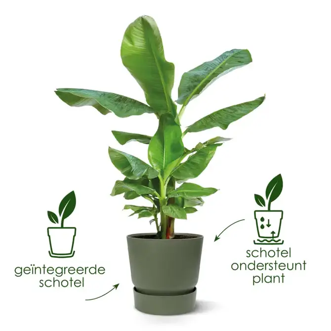 greenville round 30cm gemberbruin USP'S, Elho, tuincentrumoutlet