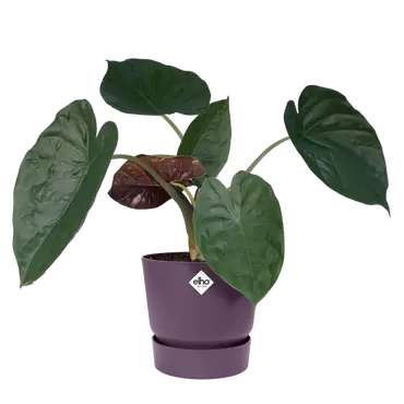 Pot greenville d30cm vintage pruim sfeer, Elho, tuincentrumoutlet.com