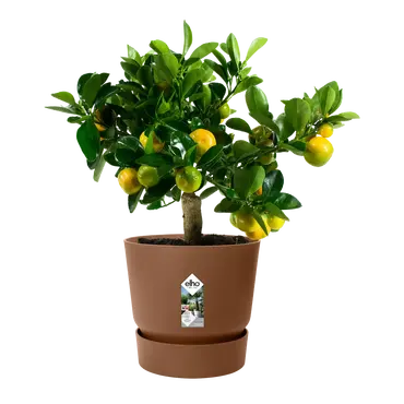 Pot greenville d40cm gember sfeer, Elho, tuincentrumoutlet