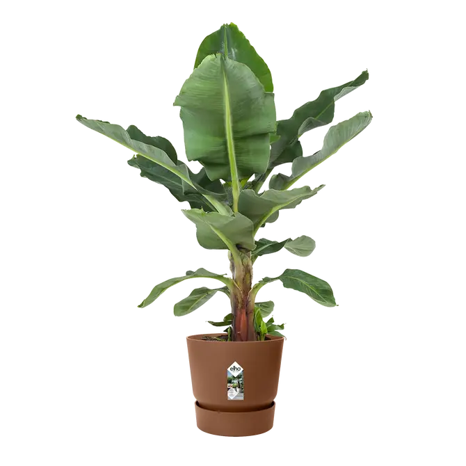 Pot greenville d40cm gember sfeerfoto, Elho, tuincentrumoutlet