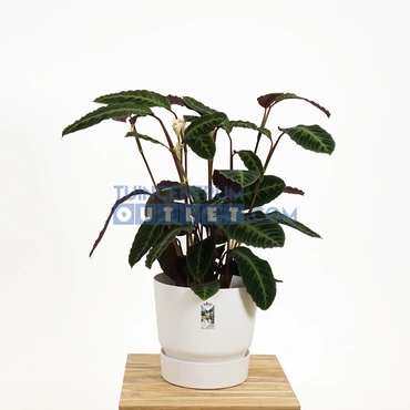 Pot greenville d40cm wit sfeer, Elho, Tuincentrum Outlet